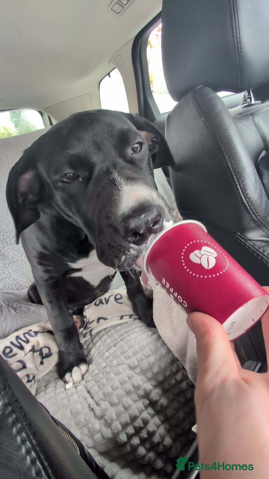 Presa Canario dogs for sale: 5 month old presa canario pup Milo - Image 3