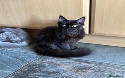 Maine Coon cats for sale:  Tica active registered Beauitful big kittens  in Wednesbury - Image 13
