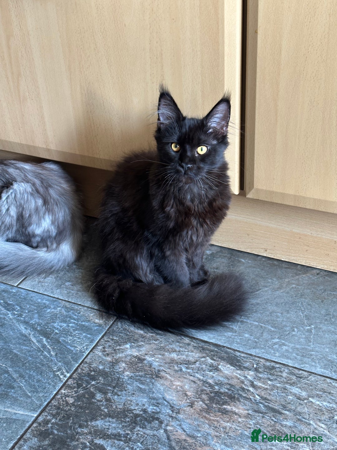 Maine Coon cats for sale:  Tica active registered Beauitful big kittens  in Wednesbury - Image 13