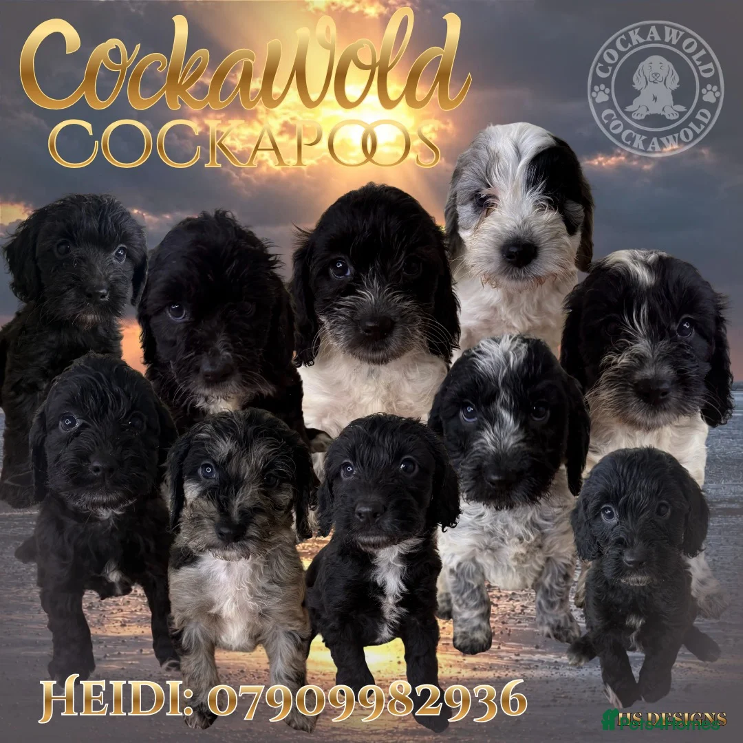 Cockapoo dogs for sale: 💖 EXCEPTIONAL F1 COCKAPOO PUPPIES 💖 - Advert 1