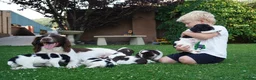 English Springer Spaniel dogs for sale: Beautiful Springer Spaniel Puppies For Sale  - Advert 2
