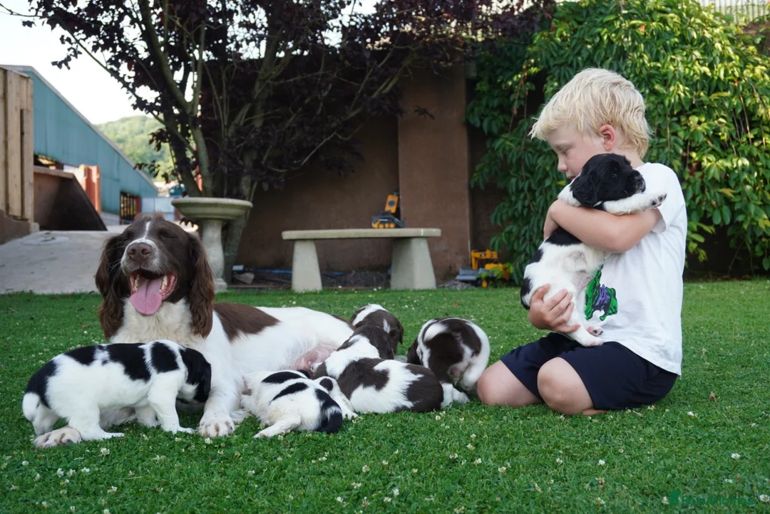 English Springer Spaniel dogs for sale: Beautiful Springer Spaniel Puppies For Sale  - Advert 2