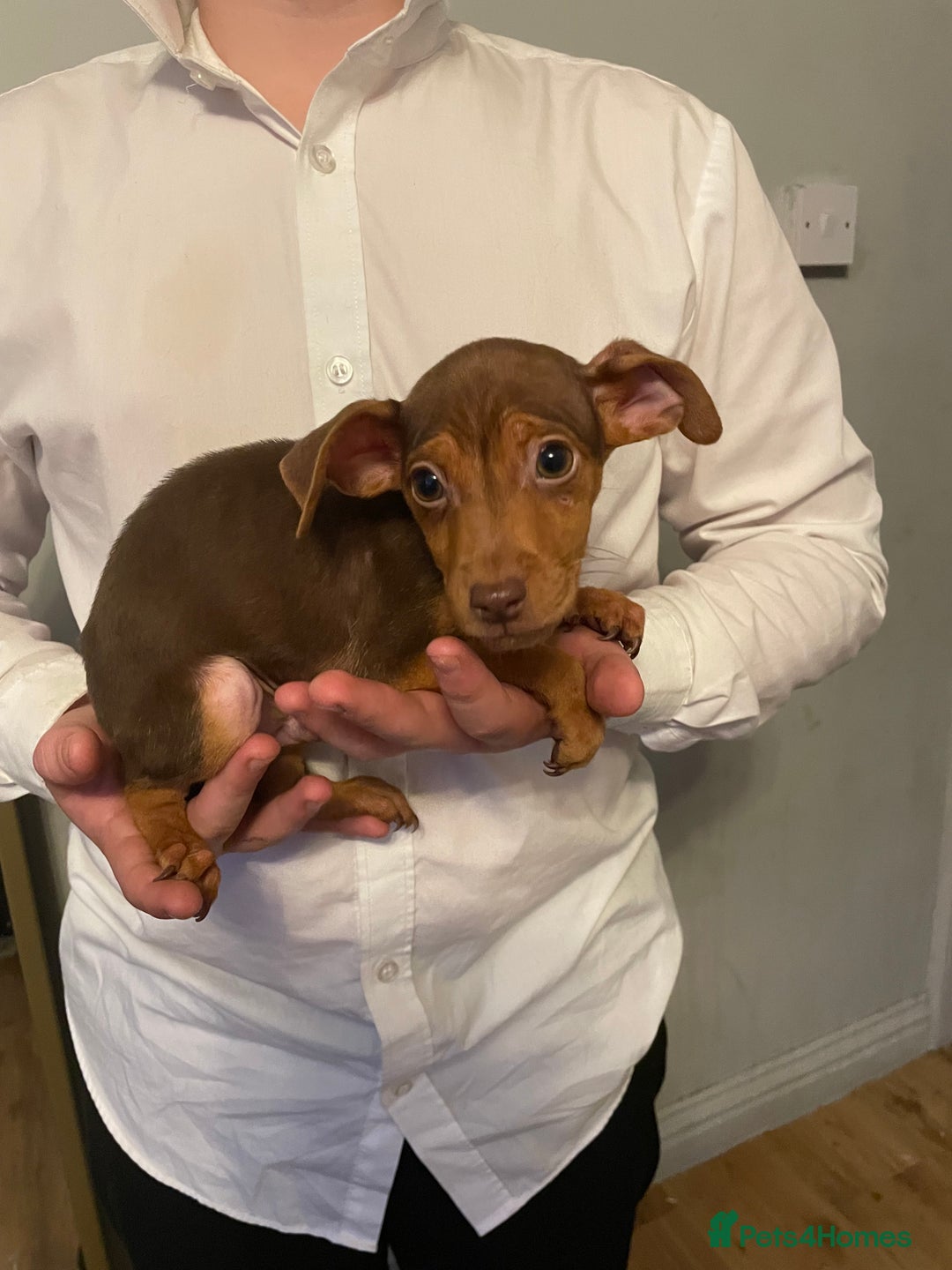 Jack Russell dogs for sale: Jack Russel puppy’s Ready to leave  - Advert 6