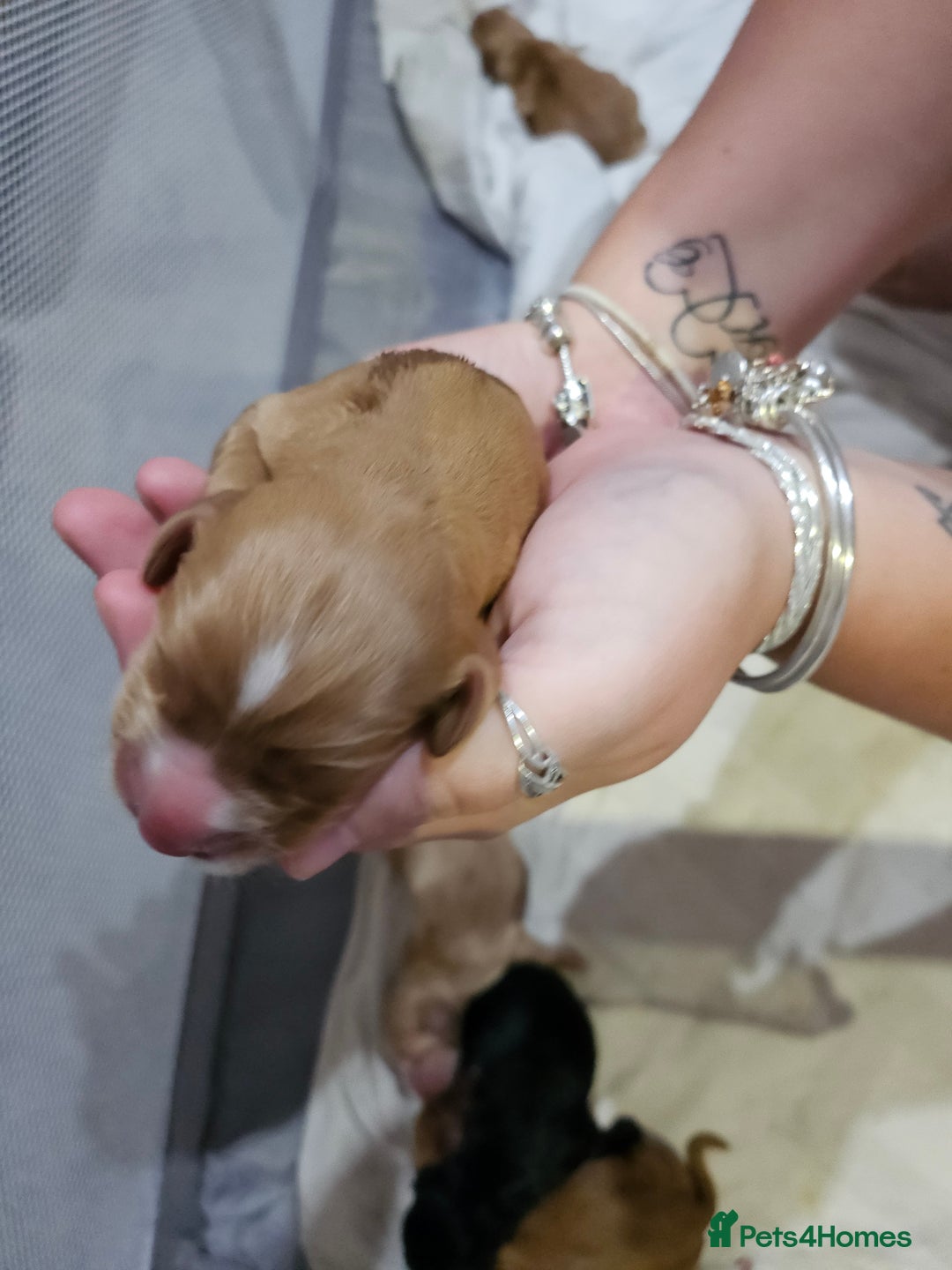 Cocker Spaniel dogs for sale: Cocker spaniel pups - Image 7