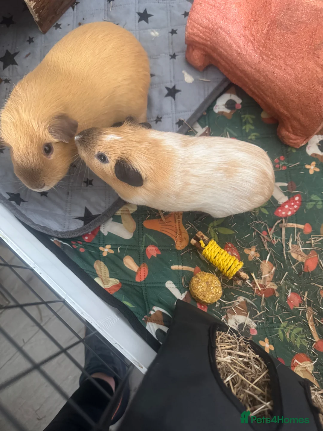 Guinea Pig rodents for sale: 4 male guinea pigs - 8 months old - with set up  in Morecambe - Advert 1