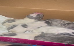 French Bulldog dogs for stud: JIM BOY is for stud DWKC registered no AI in West Molesey - Image 11