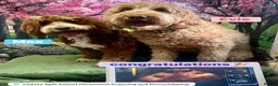 Double Doodle dogs for stud: Australian Labradoodle x Double Doodle - Advert 4
