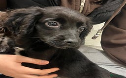 Cocker Spaniel dogs for sale: Last cocker spaniel male  - Image 3