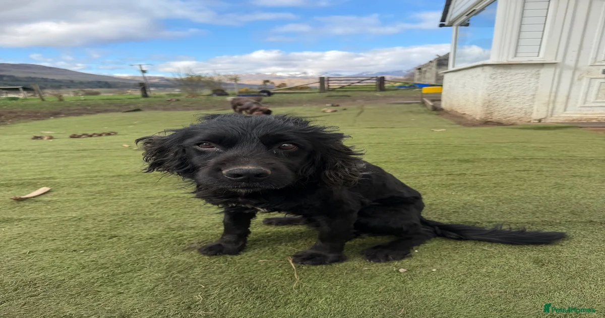 Rescue Cocker Spaniel Dogs for adoption | Pets4Homes