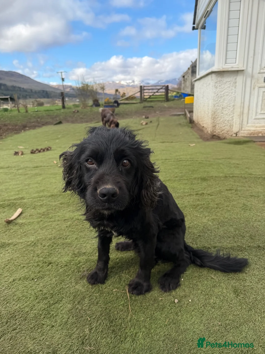Cocker Spaniel dogs for adoption: Billy - Advert 1