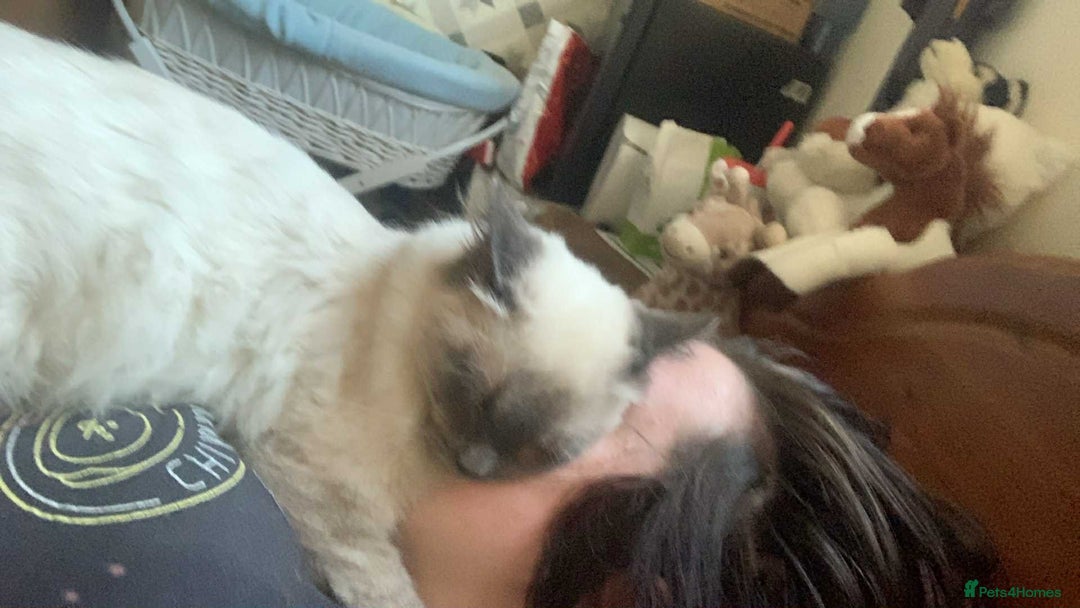 Ragdoll cats for sale: male 2 year old ragdoll - Advert 3