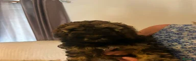 Cockapoo 1