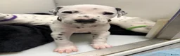 Dalmatian dogs for sale: Dalmatian puppies - Advert 14