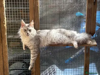 Maine Coon cats Beautiful Mainecoon kittens - Advert 1