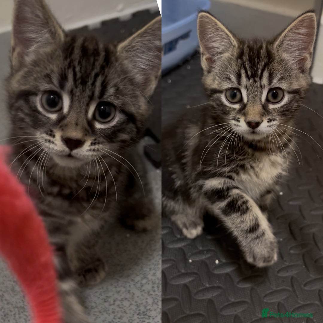 Mixed Breed cats for sale: 2 beautiful playful boys. Stunning tabby markings - Advert 1