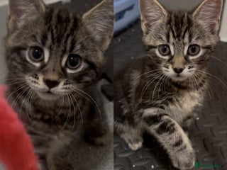 Mixed Breed cats 2 beautiful playful boys. Gorgeous tabby markings - Advert 1