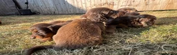 Miniature Dachshund dogs for sale: Long Haired Miniature Dachshund  - Advert 6