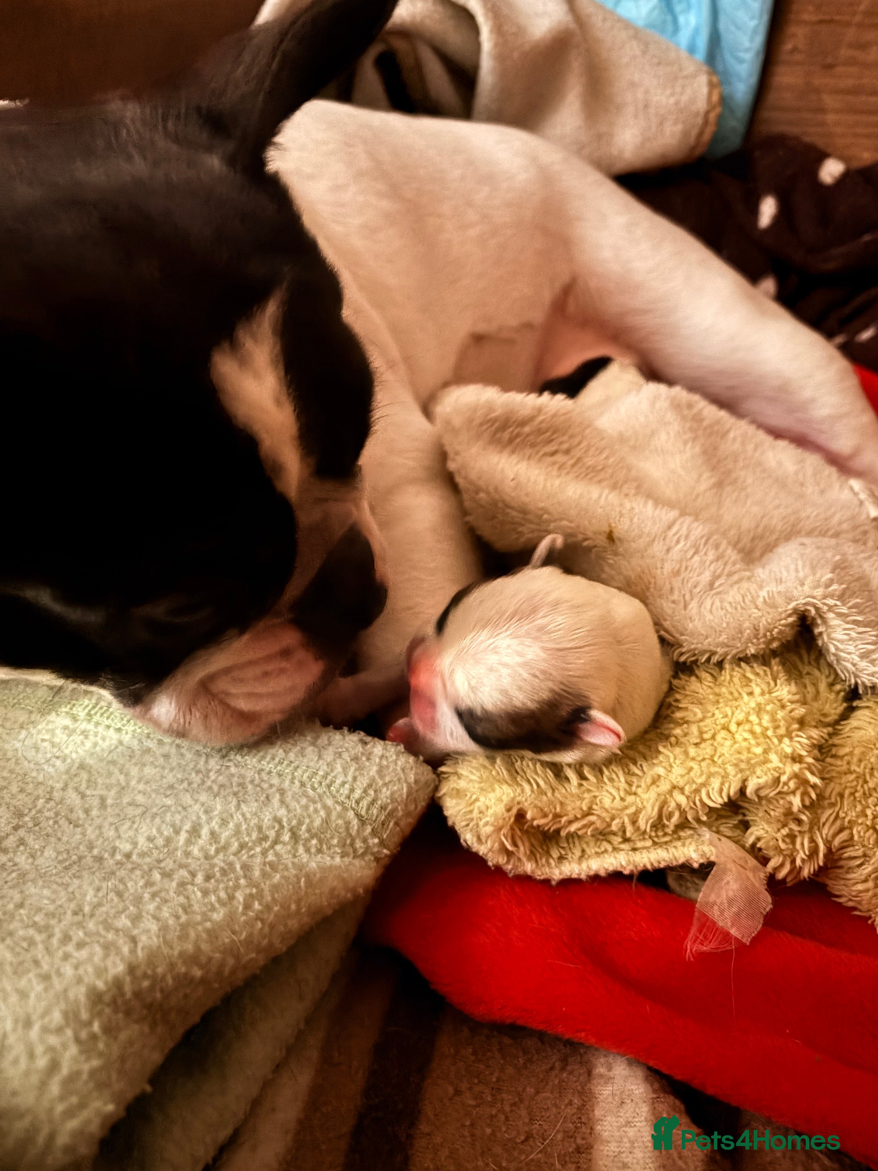 French Bulldog dogs 1 Beautiful Female KC registered French Bulldog  - Advert 2