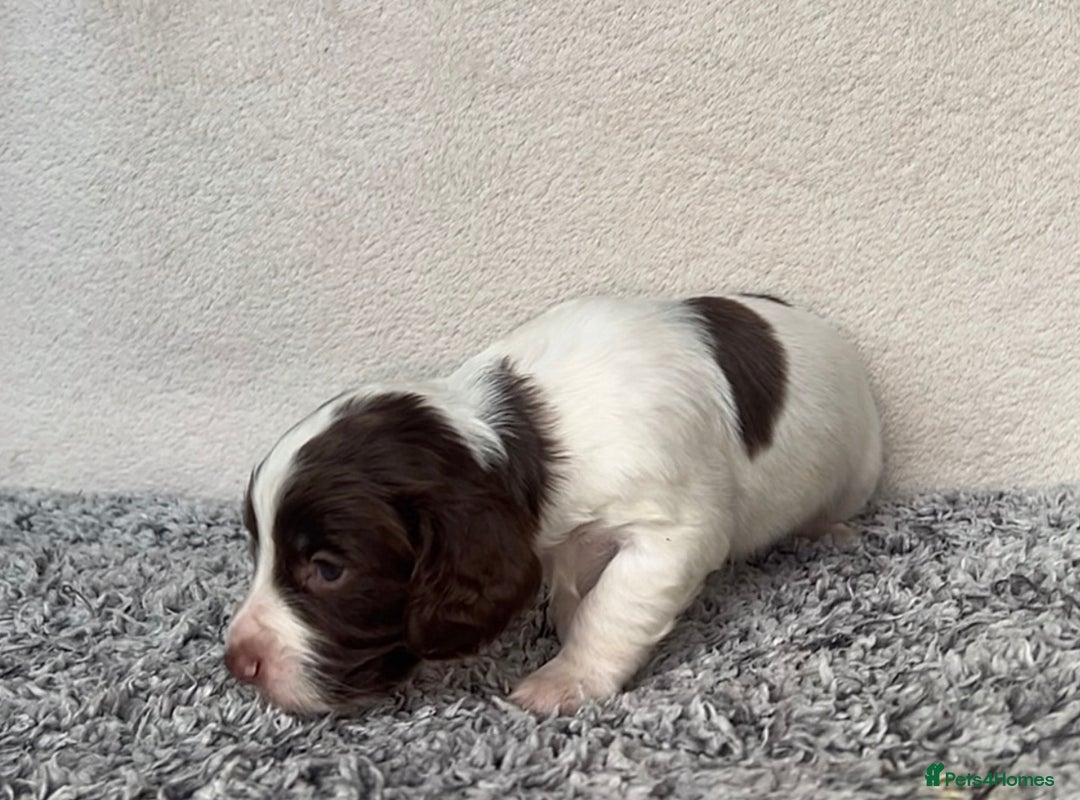 Cocker Spaniel dogs for sale: ✨Beautiful Cocker Spaniel Puppies✨ - Advert 16