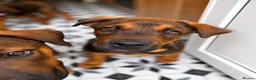 Mixed Breed dogs for sale: Belgian Malinois × Rottweiler Puppy 🐶💙 - Advert 2