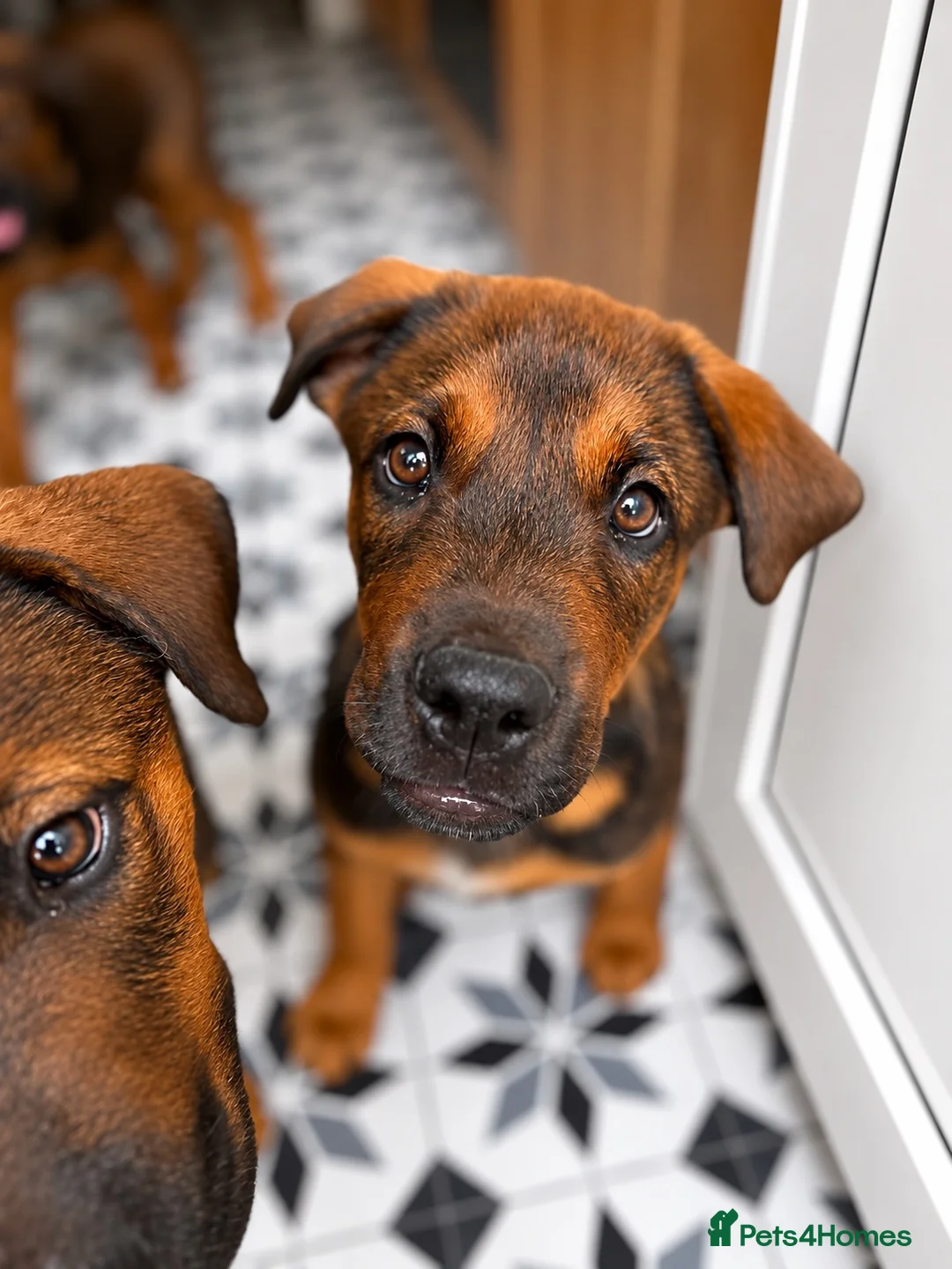 Mixed Breed dogs for sale: Belgian Malinois × Rottweiler Puppy 🐶💙 - Advert 2
