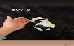 German Shorthaired Pointer dogs for sale: Beautiful pointer puppies - Image 14