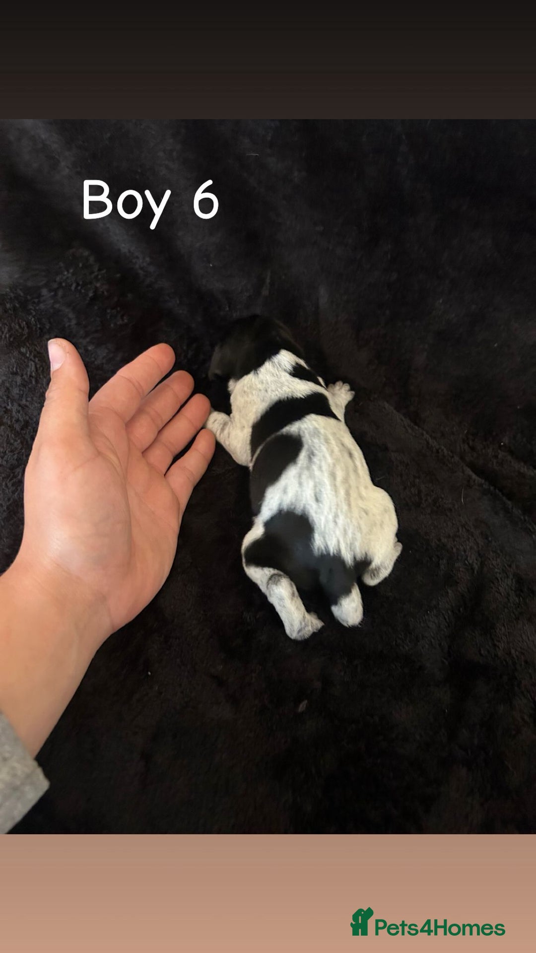 German Shorthaired Pointer dogs for sale: Beautiful pointer puppies - Image 14