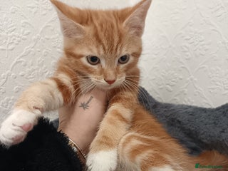 Maine Coon cats Mainecoon kittens - Advert 10