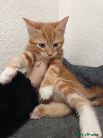 Maine Coon cats Mainecoon kittens - Advert 13