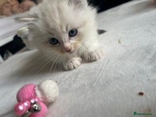 Ragdoll cats Rare colours stunning pure ragdoll kittens - Advert 15