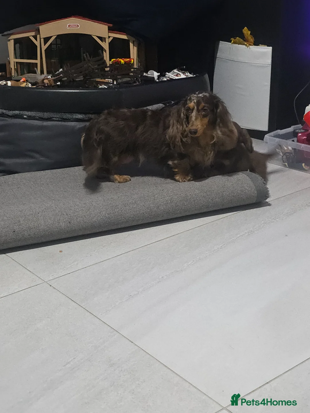 Dachshund dogs for sale: Miniature long hair dapple daxie puppy's  - Advert 2
