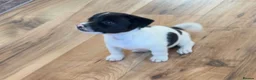 Jack Russell dogs for sale: Jack Russell  - Advert 6