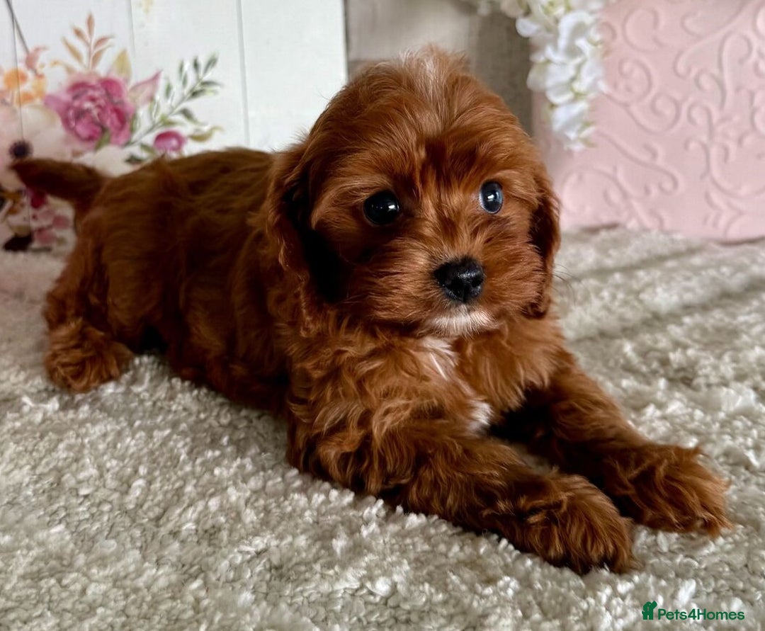 Cavapoo dogs for sale: Beautiful Toy Cavapoo Puppies for sale - Image 7