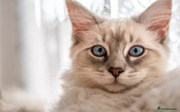 Ragdoll cats for sale: Ready Now GCCF Ragdoll Kittens Irresistibly Cuddly - Image 10