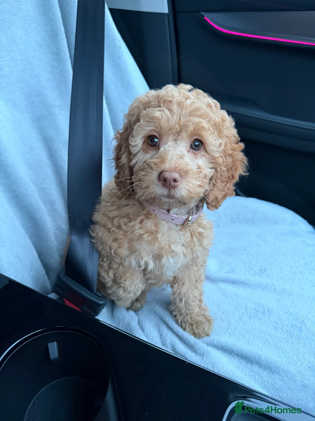 Cockapoo dogs for sale: Female cockapoo - Advert 2