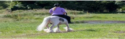 Tinker horses for sale: 12.2hh ride and drive stepping cob - Advert 4