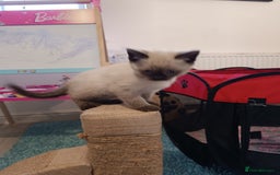 Russian Blue cats for sale: 3 angel's looking for best homes  - Image 13