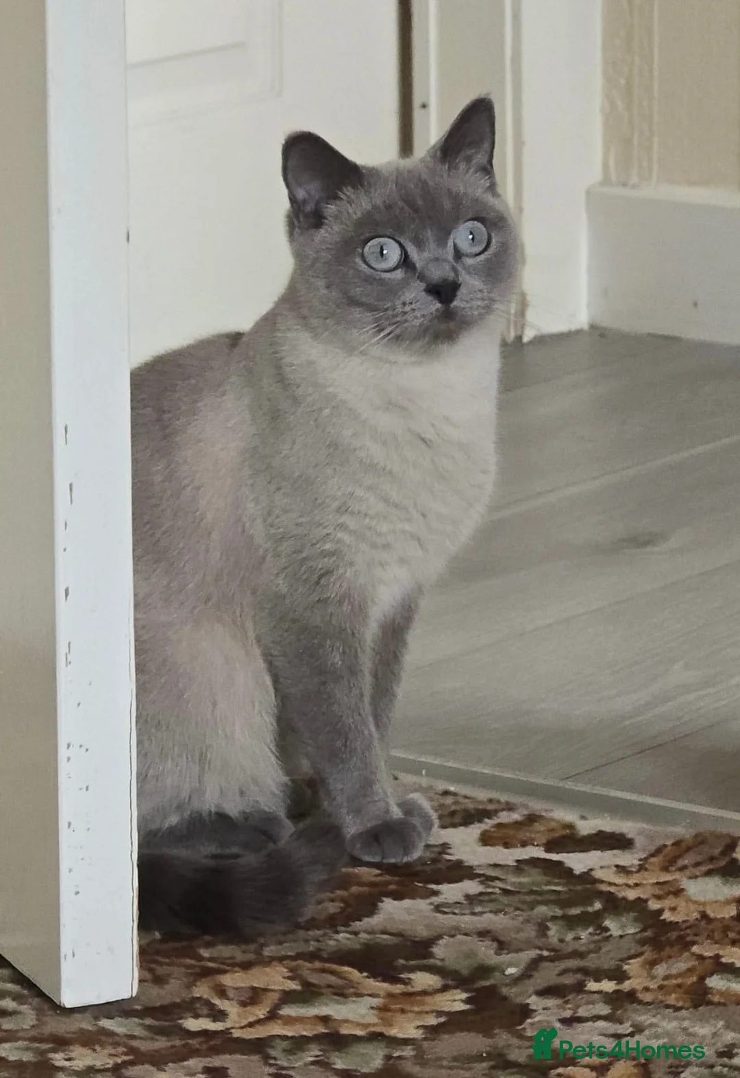 British Shorthair cats for sale: Brush short hair grey  in Stoke-on-Trent - Advert 2
