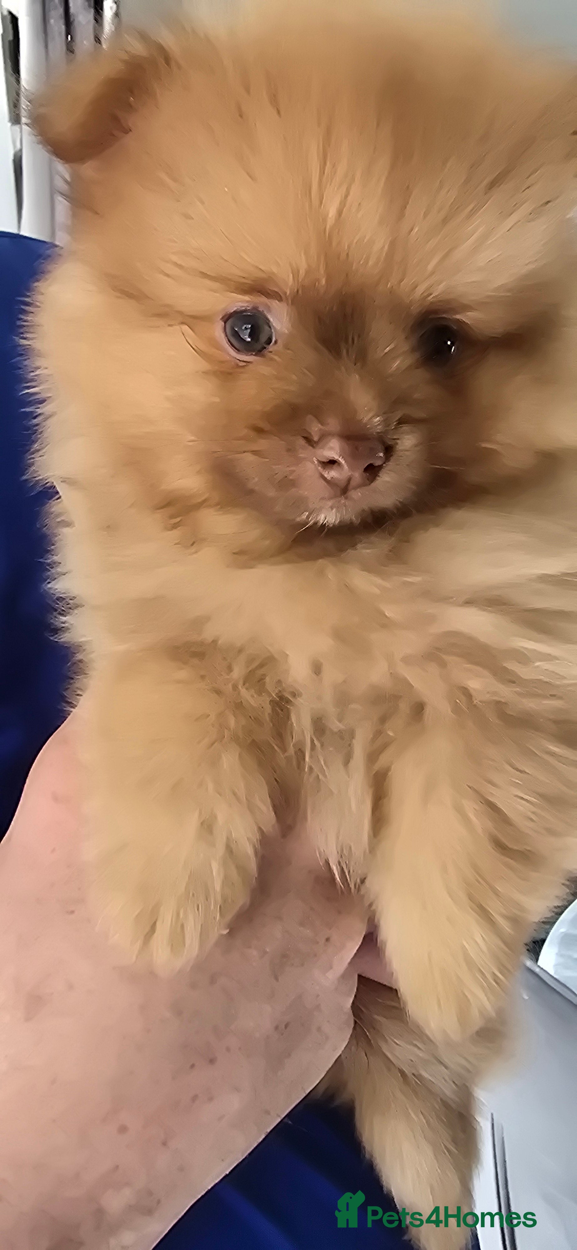 Pomeranian dogs Pomeranian teddyfaced puppies - Advert 2