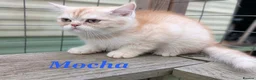 Persian cats for sale: *Last 2* Reduced Beautiful Persian Exotic Kitten - Advert 10