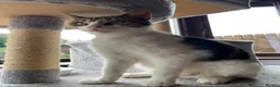 Mixed Breed cats for adoption: Rescue cat in need of new home, Mamma Mia - Advert 4