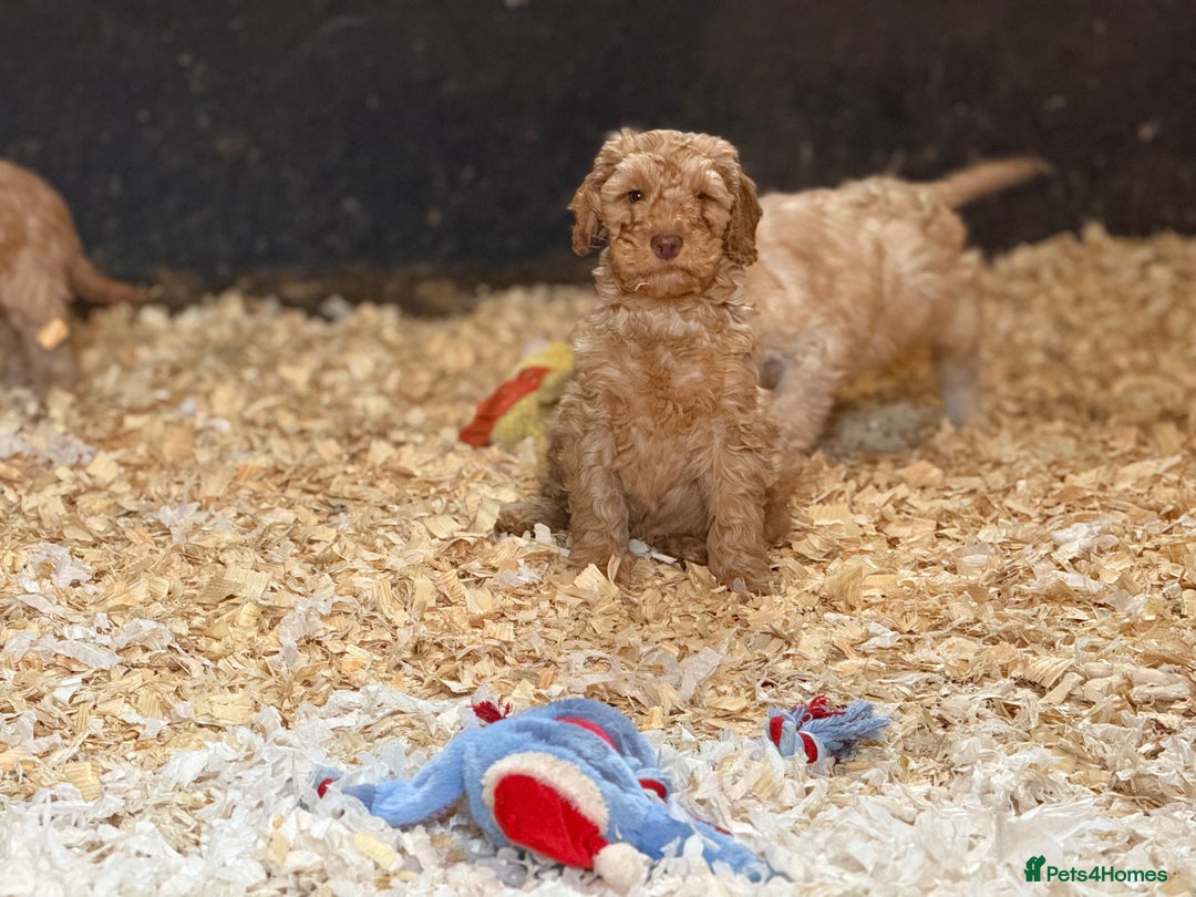 Cockapoo dogs for sale: F1 standard Cockapoo’s  - Advert 4