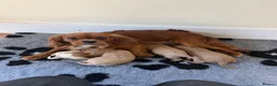 Cavalier King Charles Spaniel dogs for sale: 👑🇬🇧 King Charles cavaliers ⭐️⭐️ - Advert 2