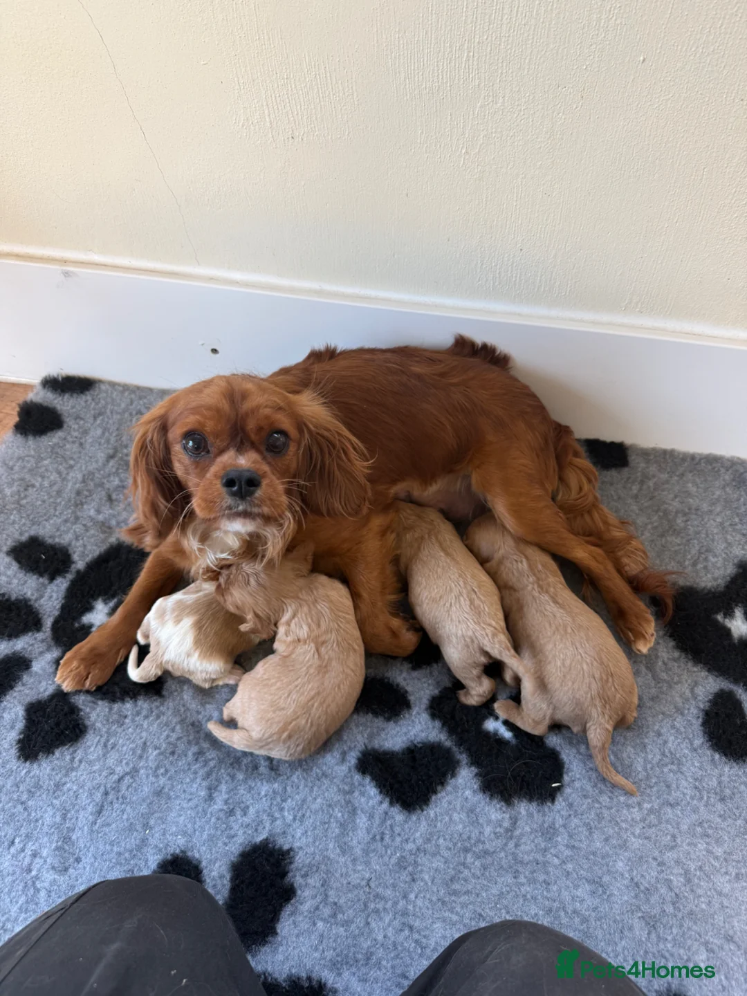 Cavalier King Charles Spaniel dogs for sale: 👑🇬🇧 King Charles cavaliers ⭐️⭐️ - Advert 2