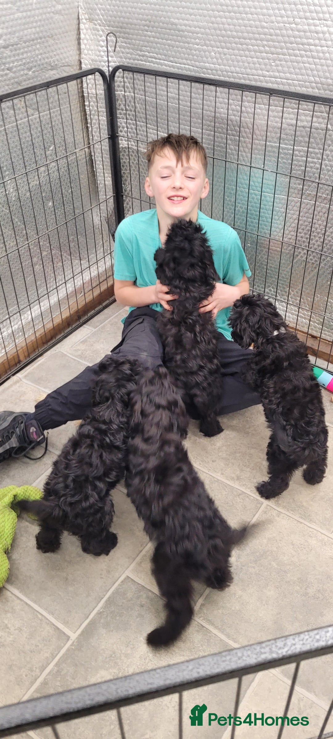 Cockapoo dogs for sale: 3 Stunning Black Girls F1 Show type cockapoos - Advert 24