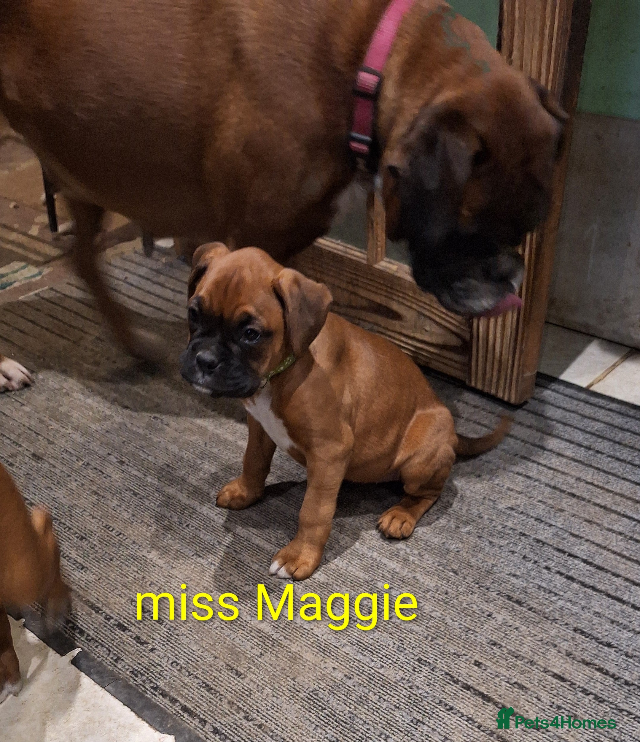 Boxer dogs Boxer puppies kc registered 5 star licence  - Advert 4