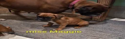 Boxer dogs for sale: Boxer puppies kc registered 5 star licence  - Advert 4