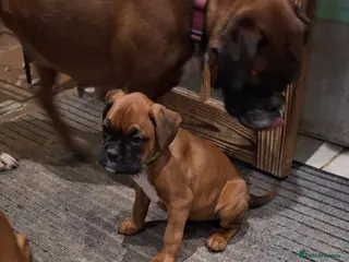 Boxer dogs Boxer puppies kc registered 5 star licence - Advert 4