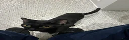 Mixed Breed cats for sale: One year old black cat - Advert 2