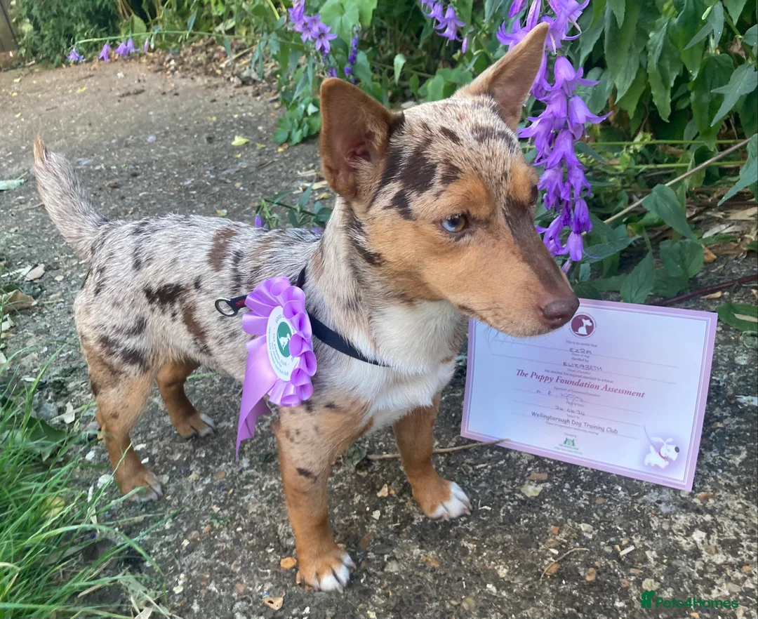 Jack Russell dogs for stud: Miniature Jack Russell - Blue Merle - STUD DOG in Wellingborough - Advert 6